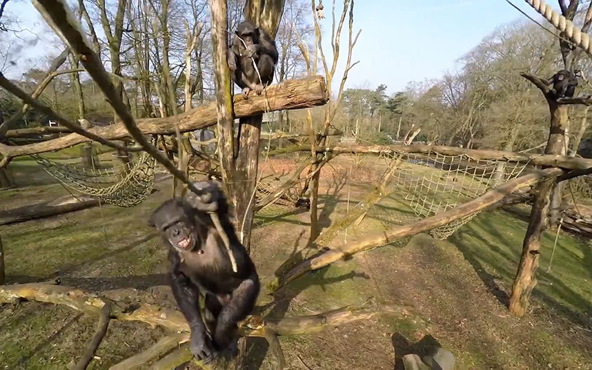 A Battle Between Chimpanzees and Modern Quadcopters