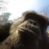 Chimpanzee Knocking Down a Drone