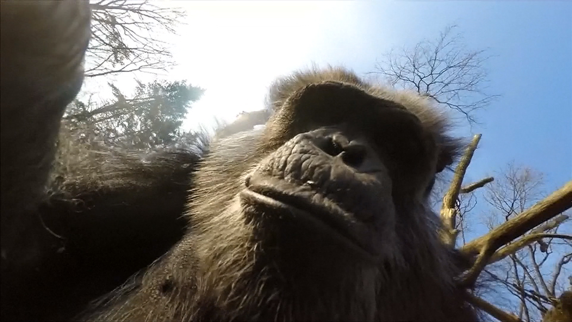 Chimpanzee Knocking Down a Drone