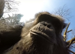 A Battle Between Chimpanzees and Modern Quadcopters